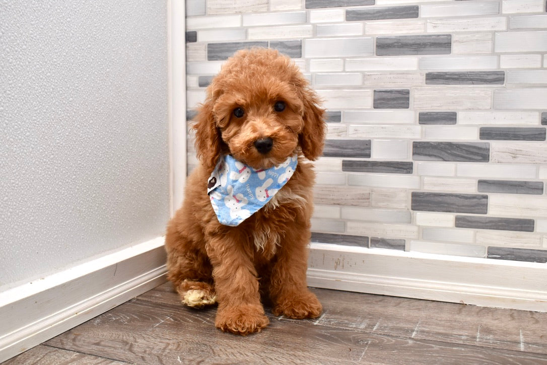 f1b micro mini goldendoodle