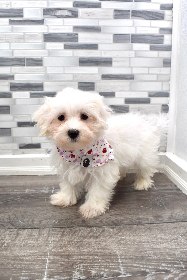 male maltese puppy