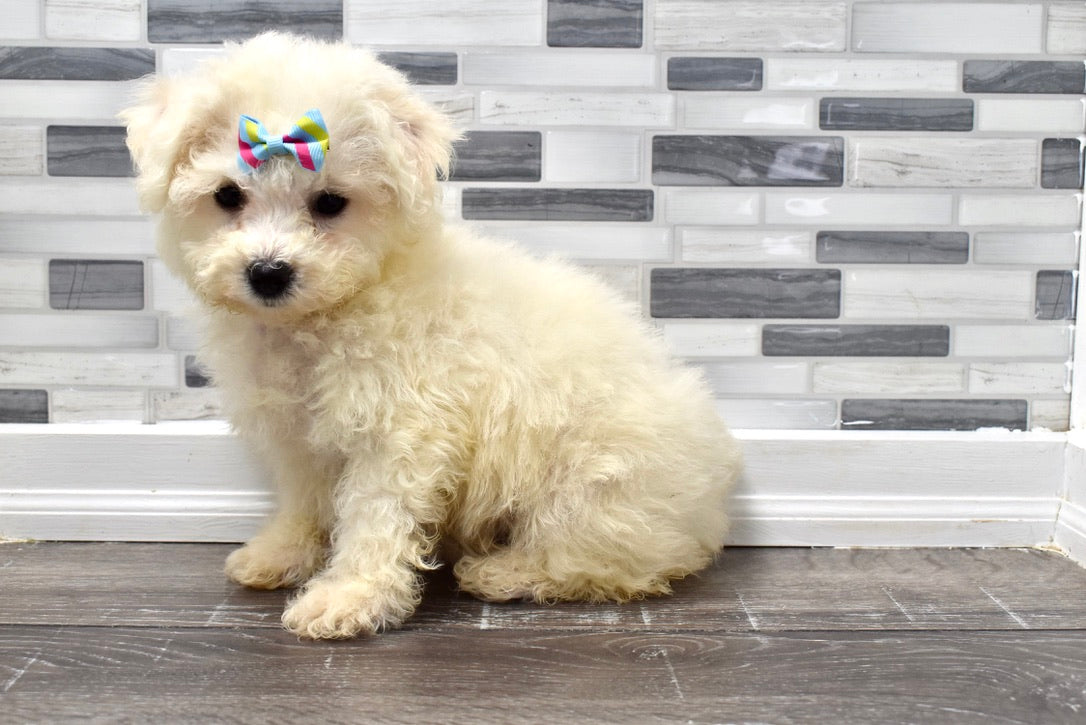 pictures of bichon frise puppies