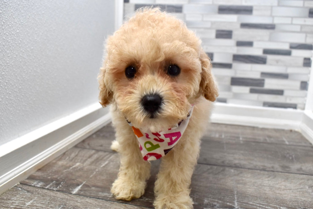 Maltipoo Puppies For Sale In Nc Ebay