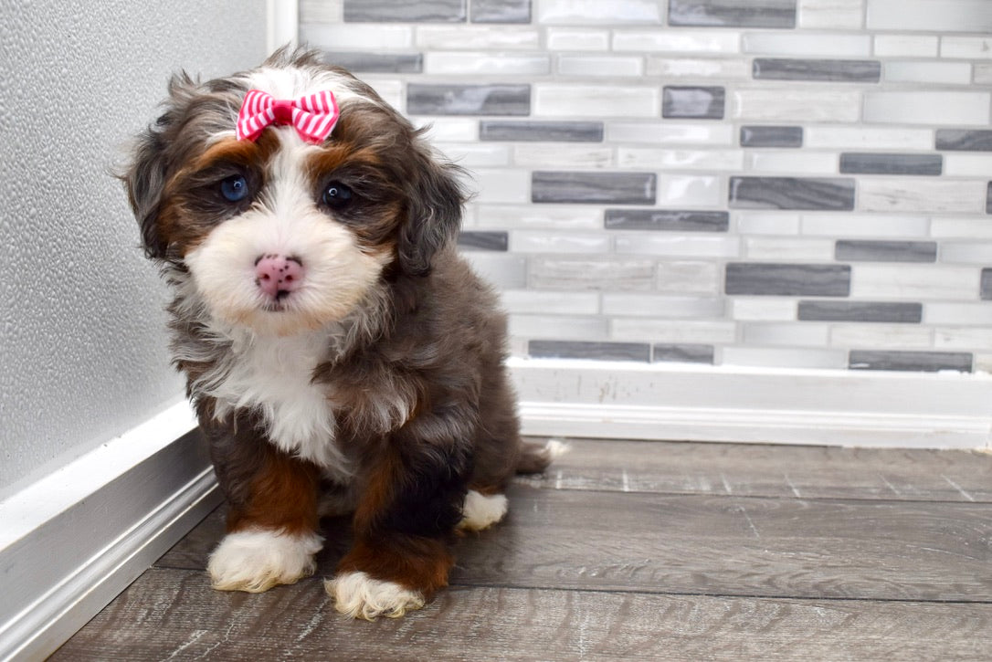 mini bernedoodle puppies