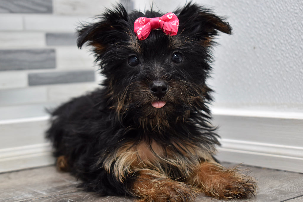 teacup yorkie poodle mix