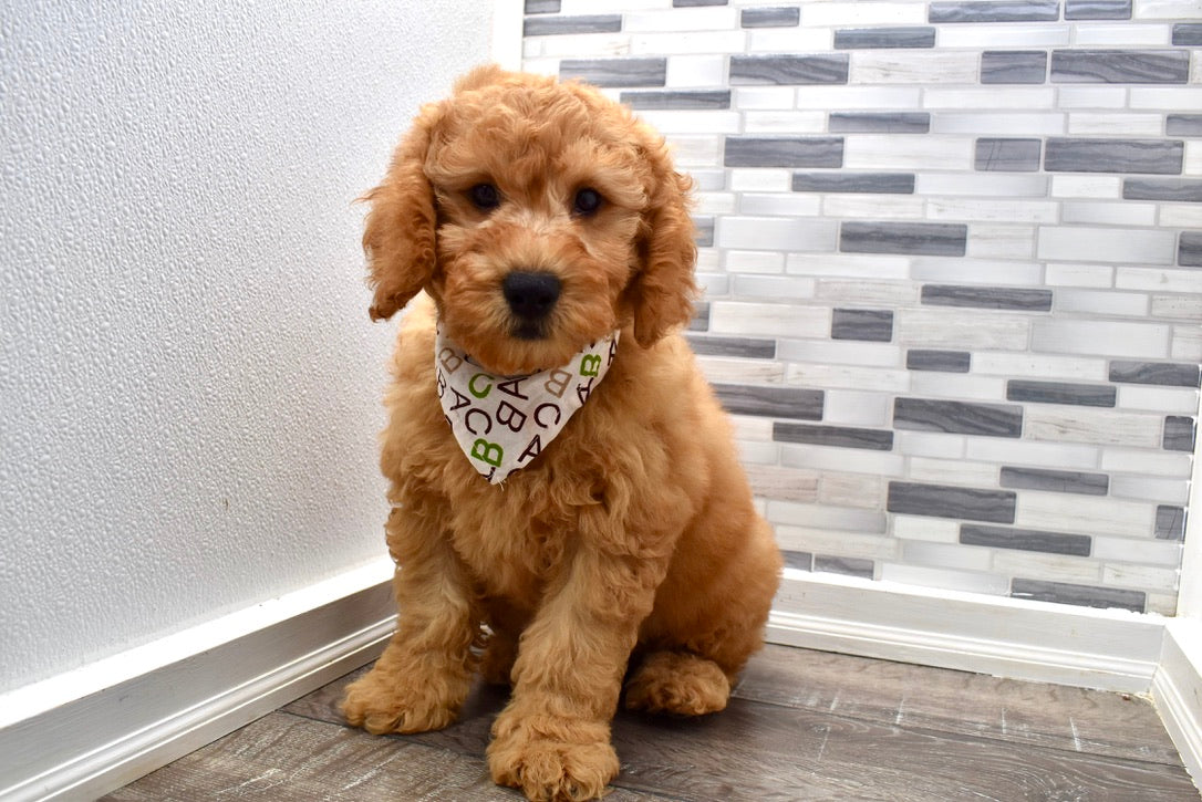 Bob Male F1B Mini Goldendoodle Puppy