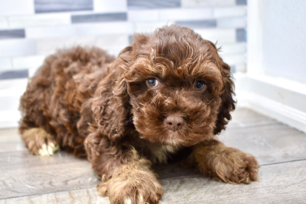 Cockapoo Puppies | Happytail Puppies | Family Dog Breeders ...