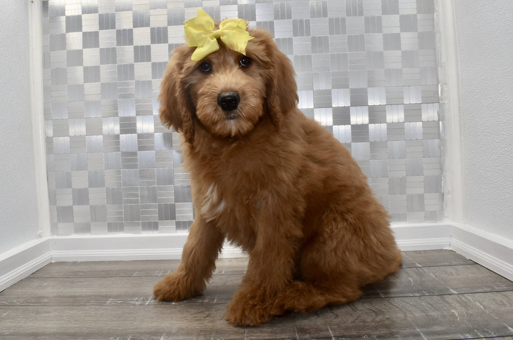 Miniature Goldendoodle Puppies Happytail Puppies Dog Breeders NC