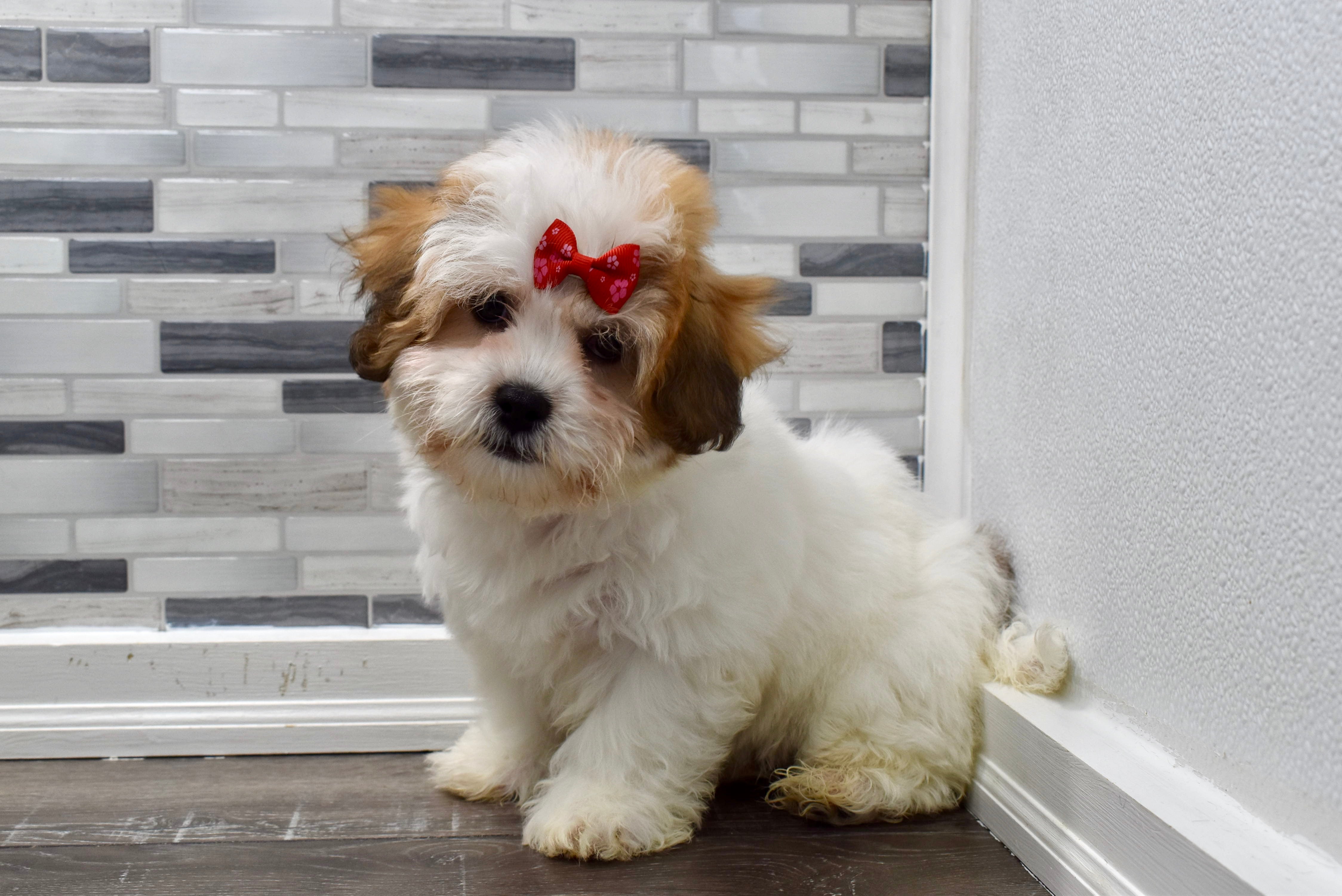 teacup teddy bear puppies