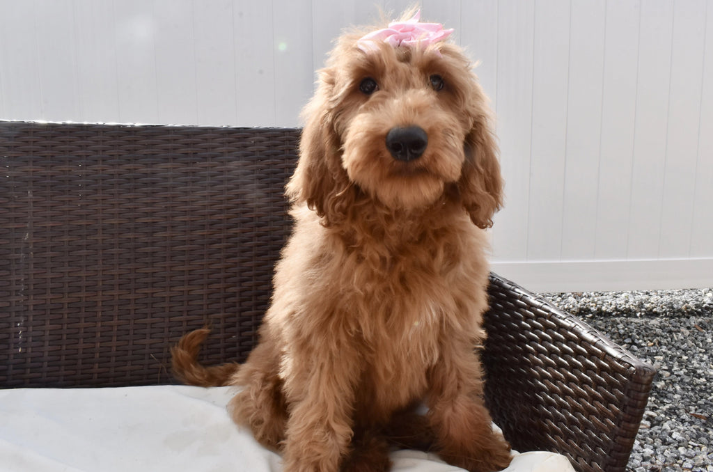 Miniature Goldendoodle Puppies | Happytail Puppies | Dog ...