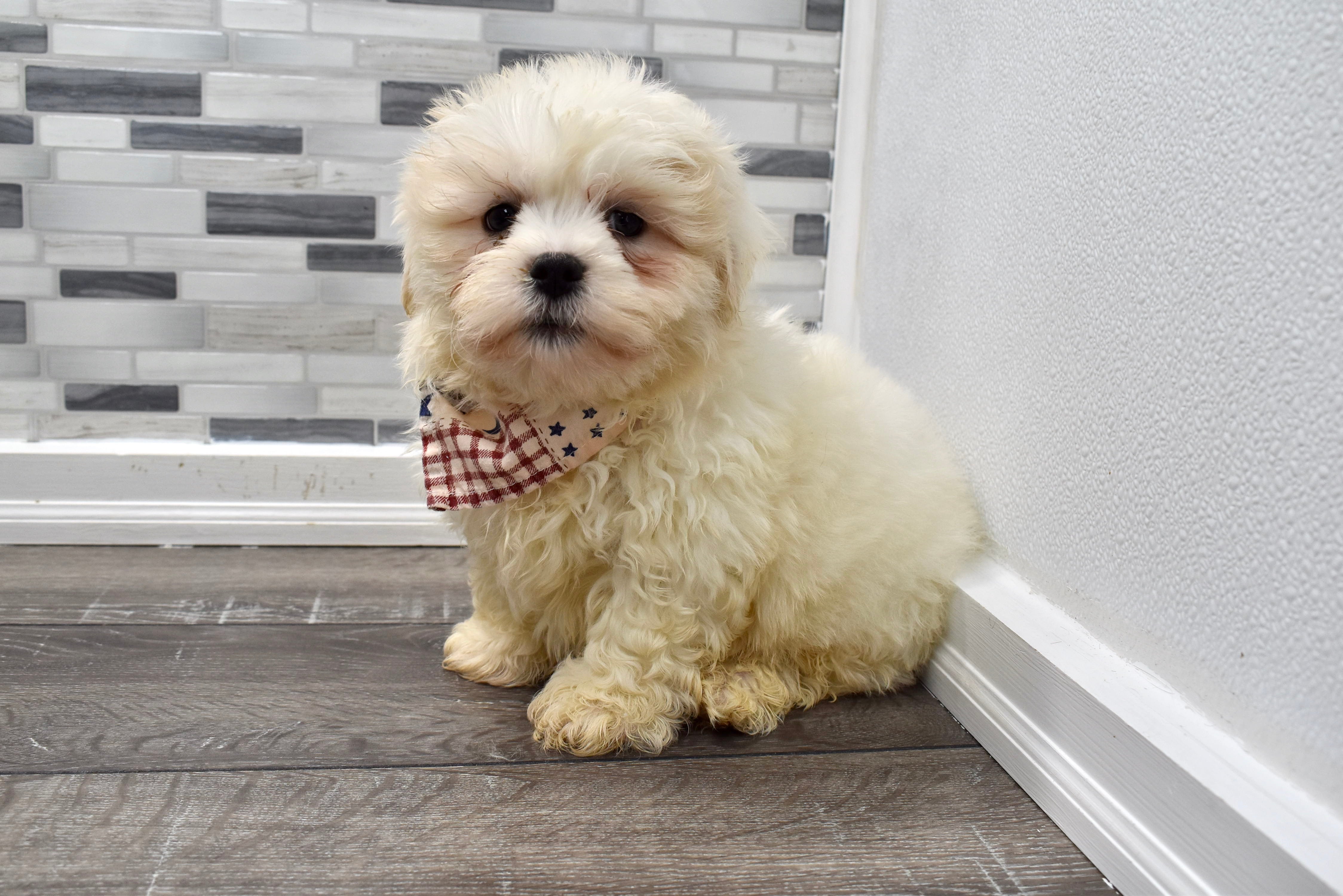 teacup teddy bear puppies