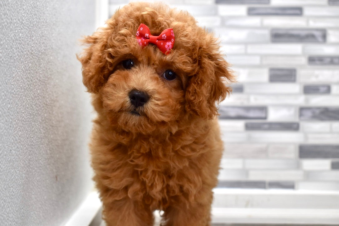 teacup cavapoo puppy