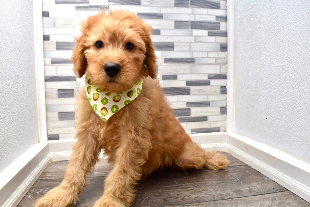 Reserved Spruce Male Micro Mini F1b Goldendoodle Puppy