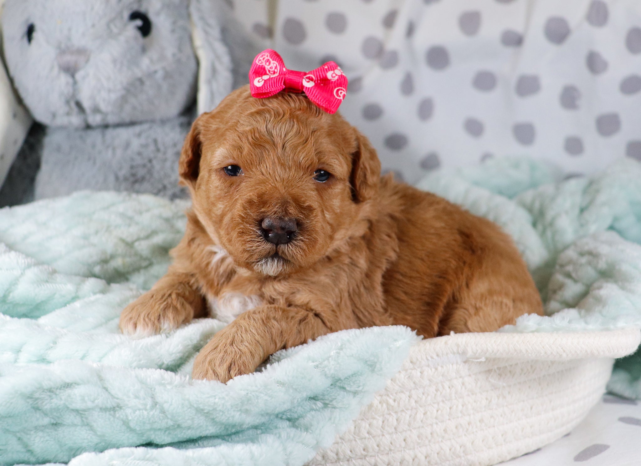 Cela Female F1b Micro Mini Goldendoodle Puppy*