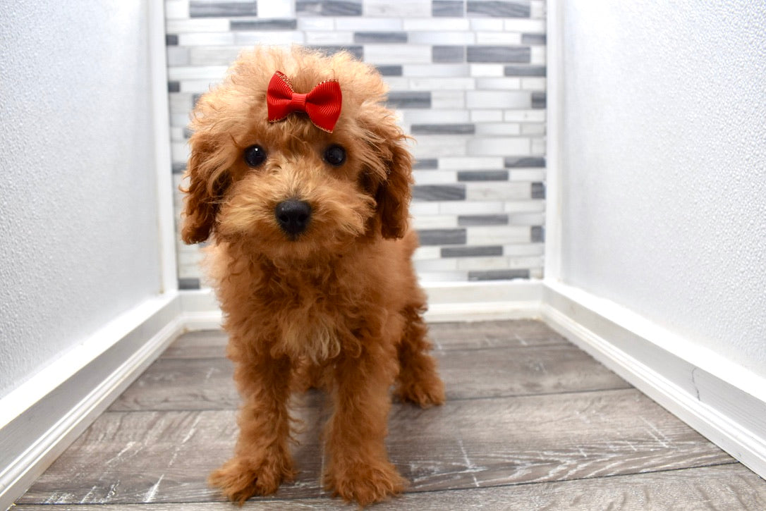 micro poodle female