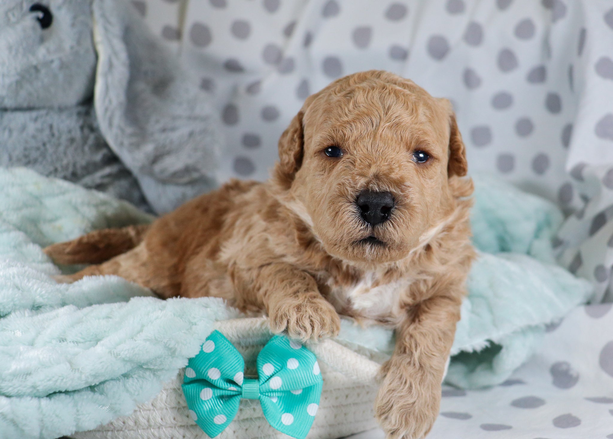 Lazer Male F1b Micro Mini Goldendoodle Puppy*