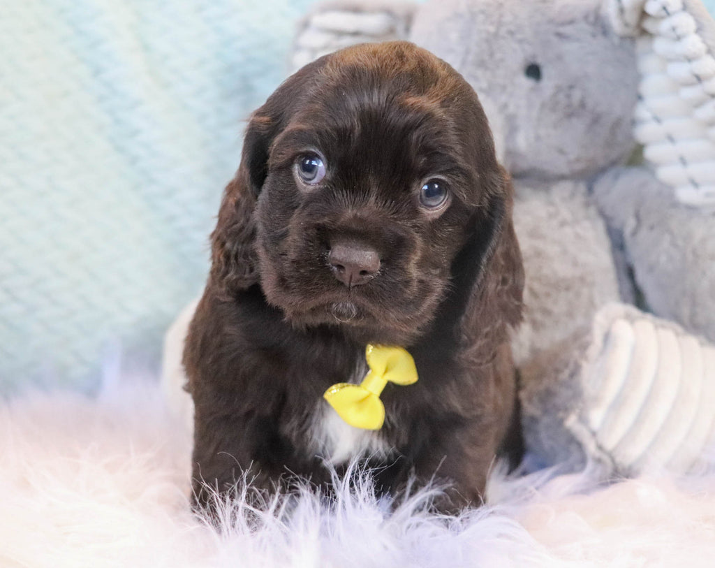 *RESERVED* Ace Male Cocker Spaniel Puppy