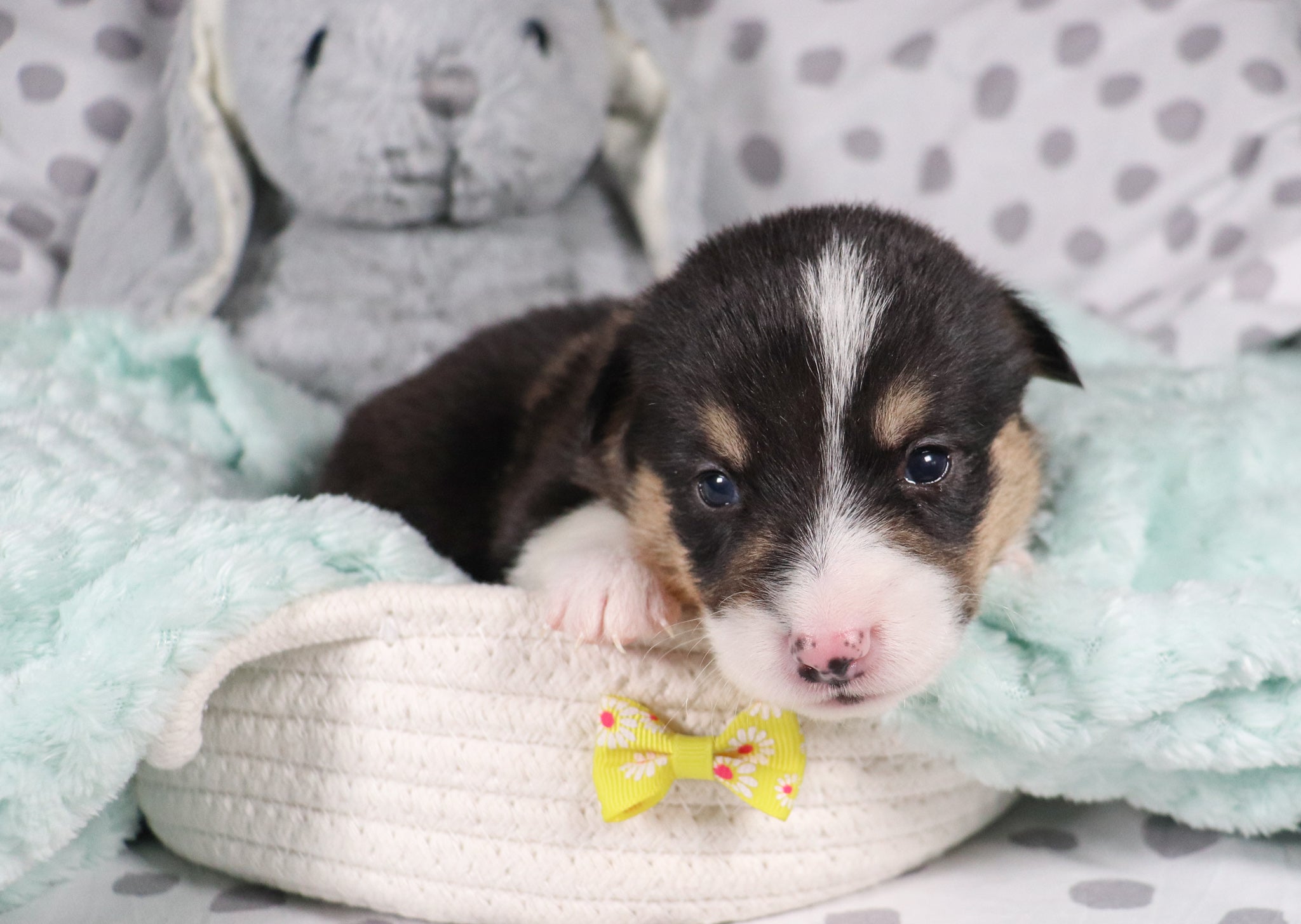 Happy Male Puppy*