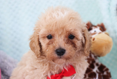 are maltipoo puppies lazy