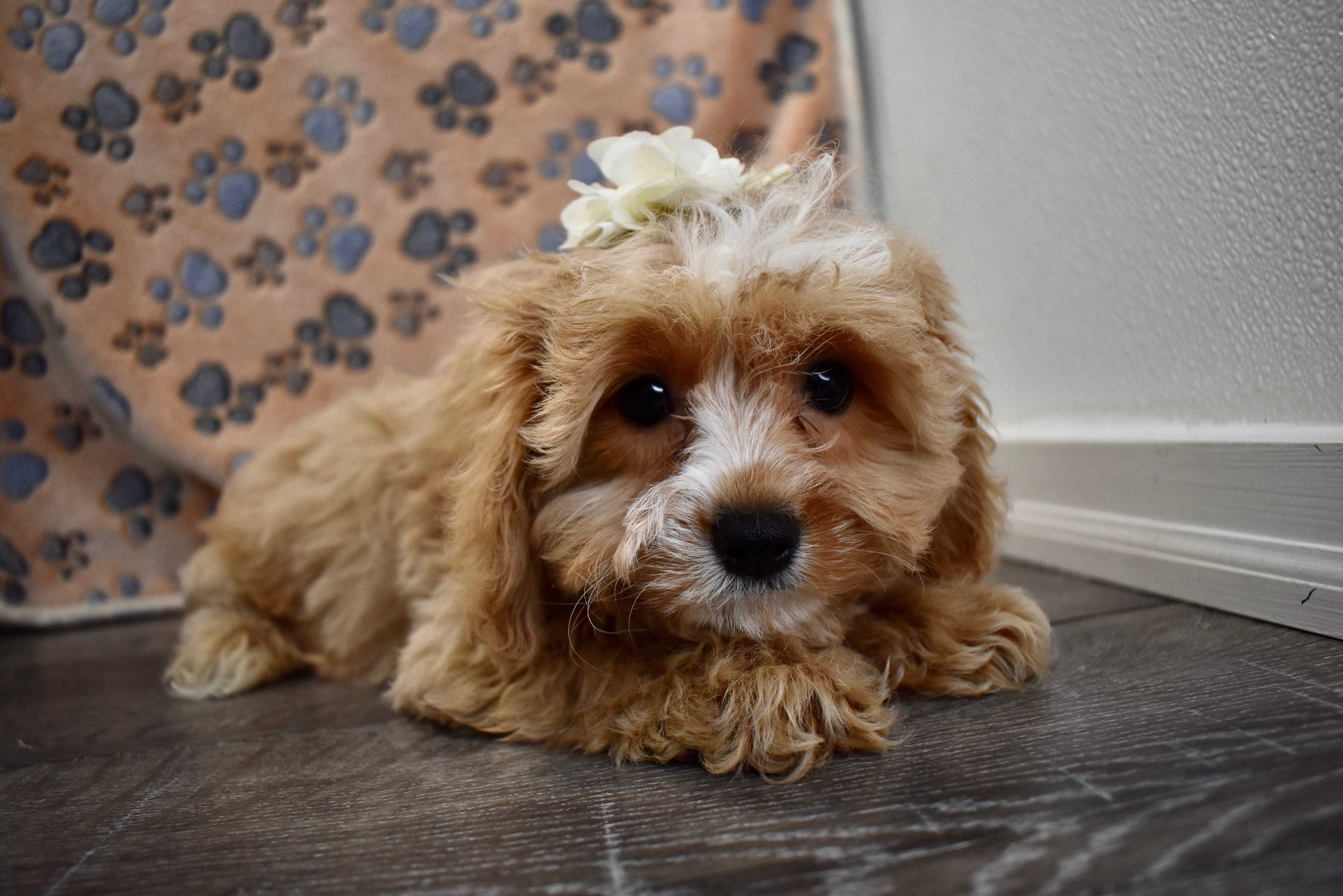 Sabrina Female Cavapoo Puppy