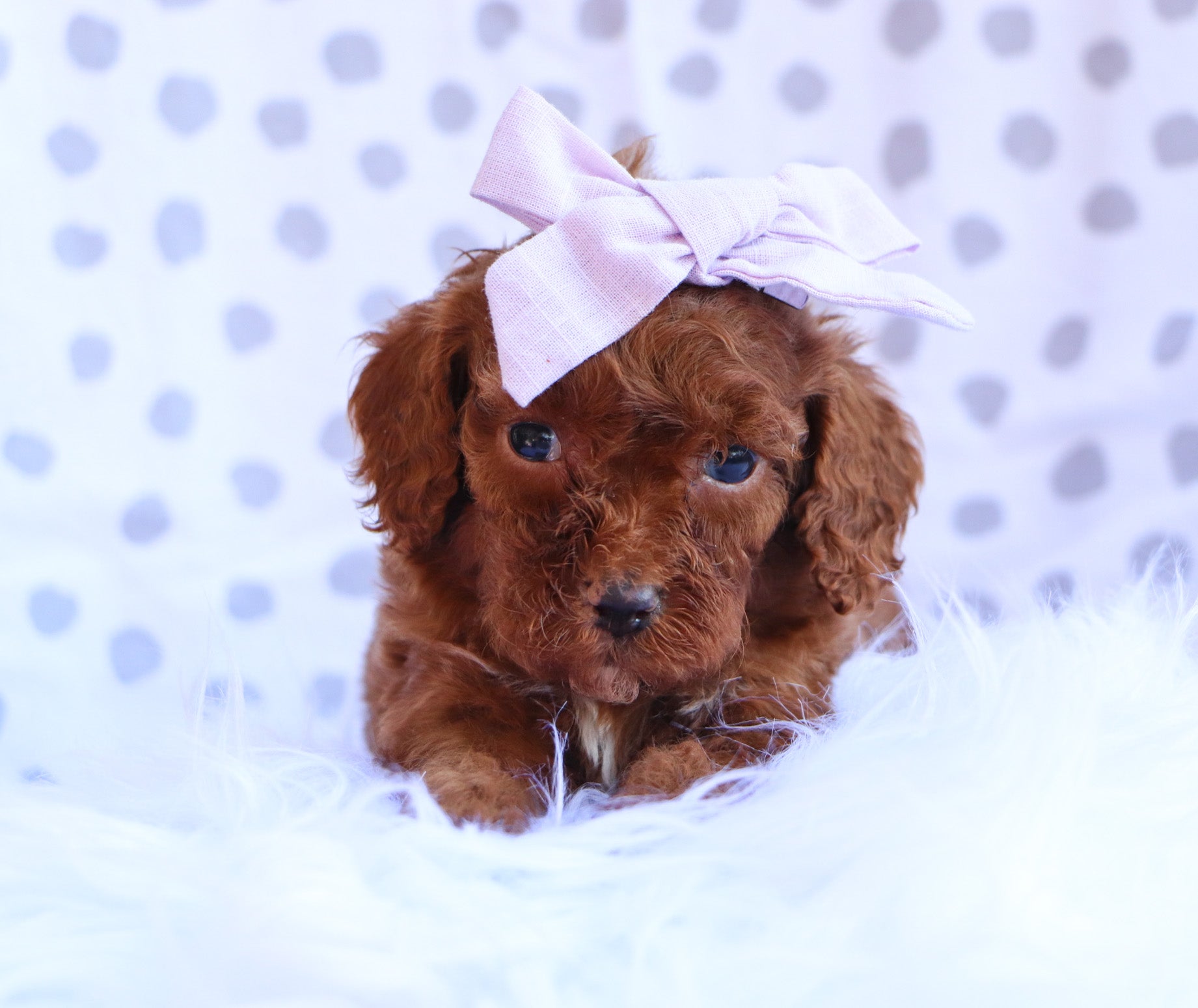 Farrah Female Mini Poodle Puppy