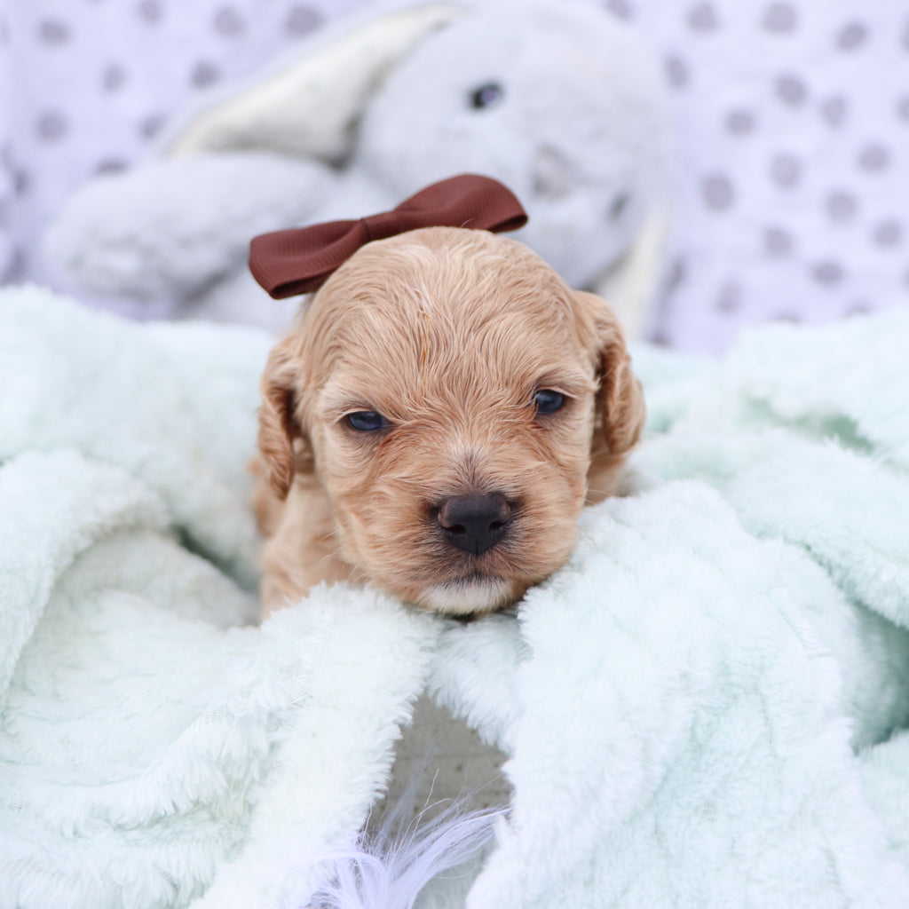 how do you take care of a cockapoo puppy