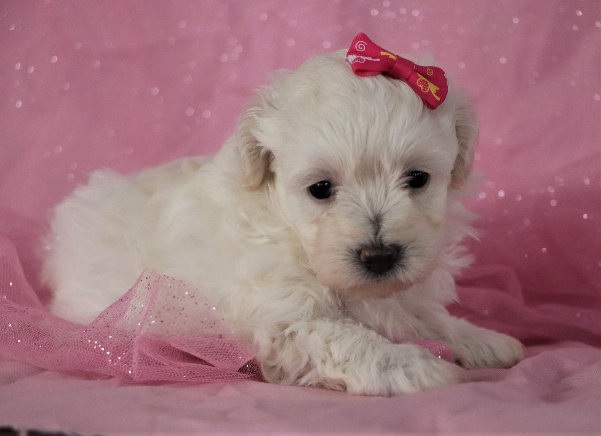 teacup maltipoo dog