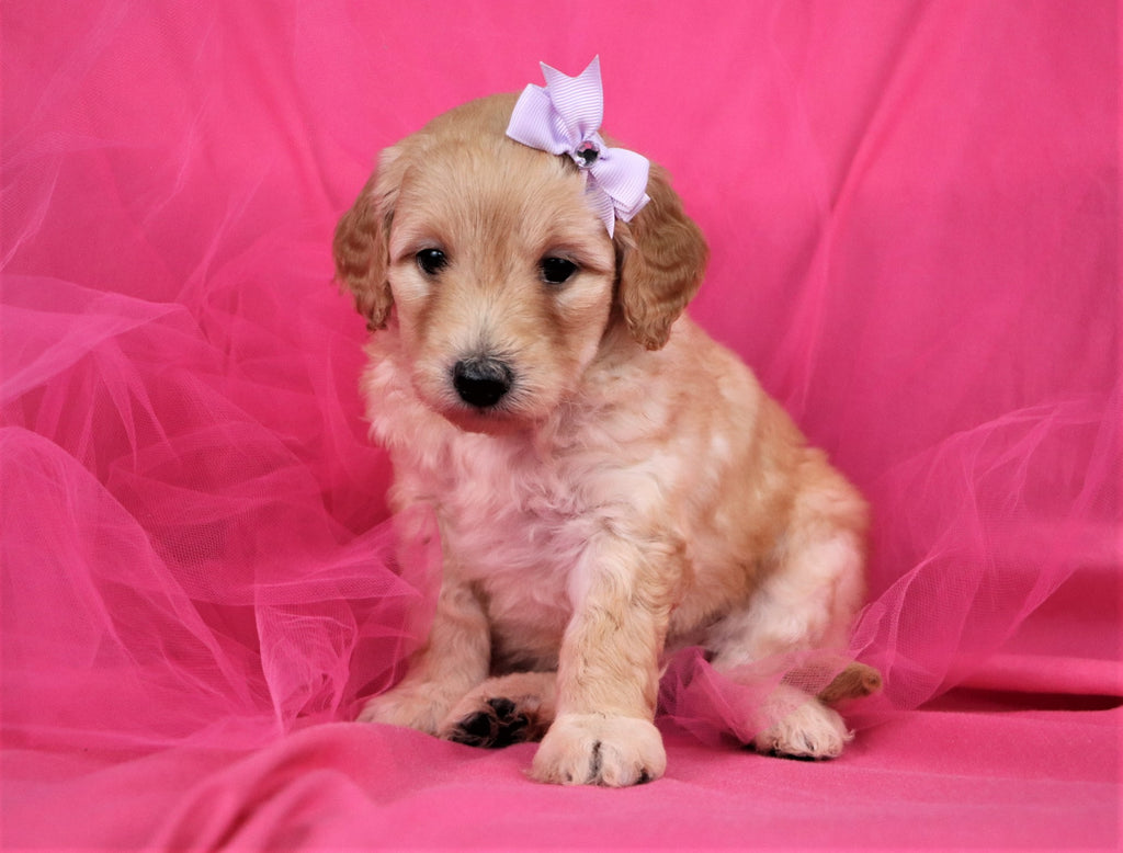 Miniature Goldendoodle Puppies | Happytail Puppies | Dog ...
