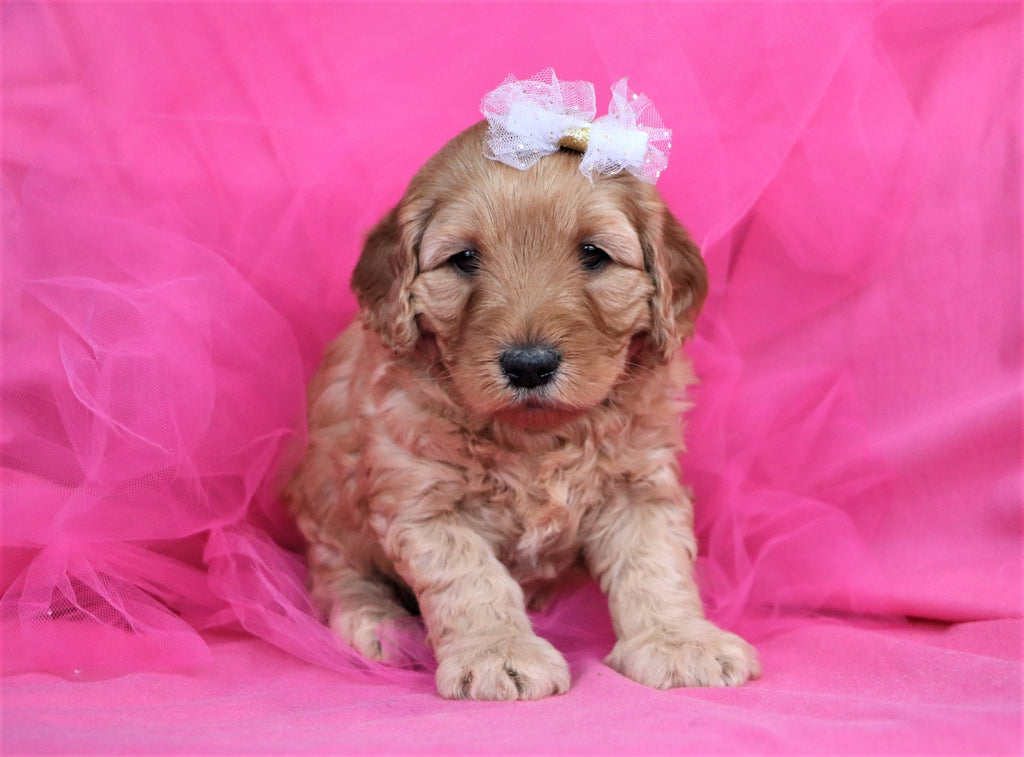 Miniature Goldendoodle Puppies | Happytail Puppies | Dog ...