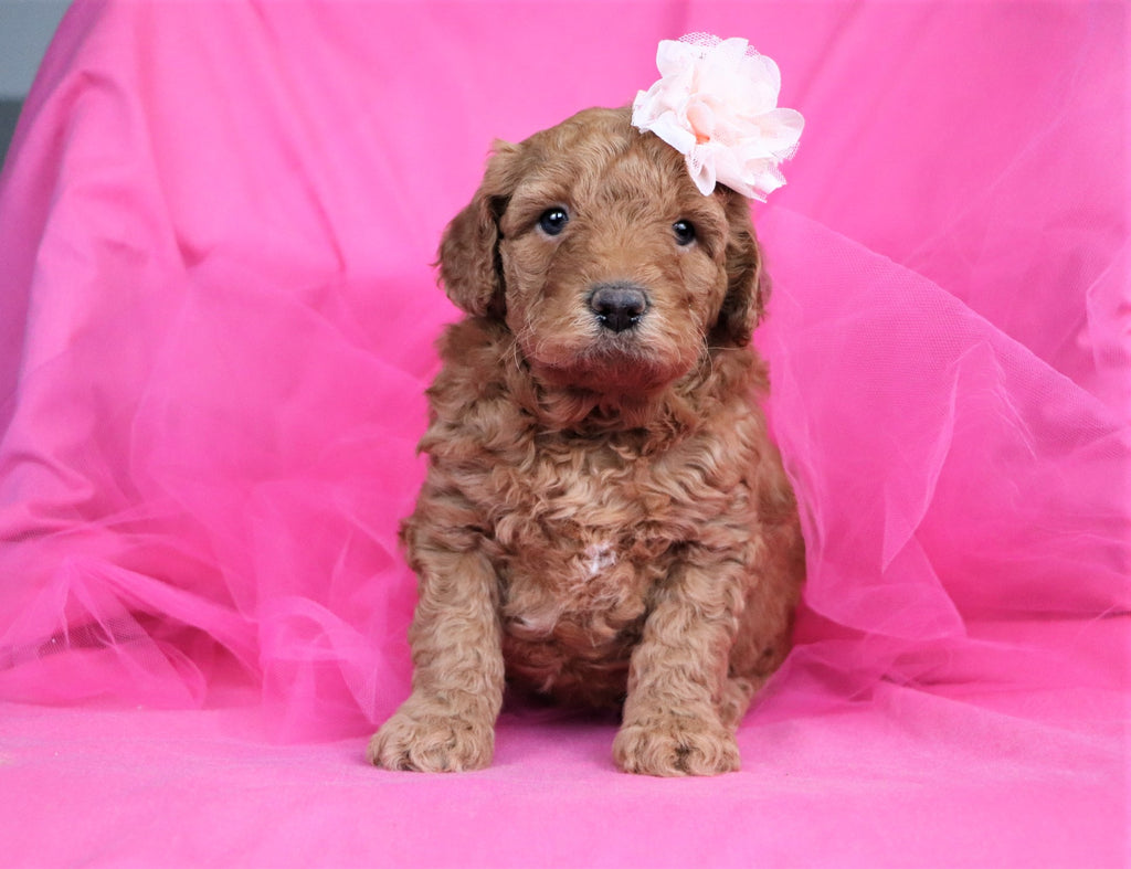 Miniature Goldendoodle Puppies | Happytail Puppies | Dog ...