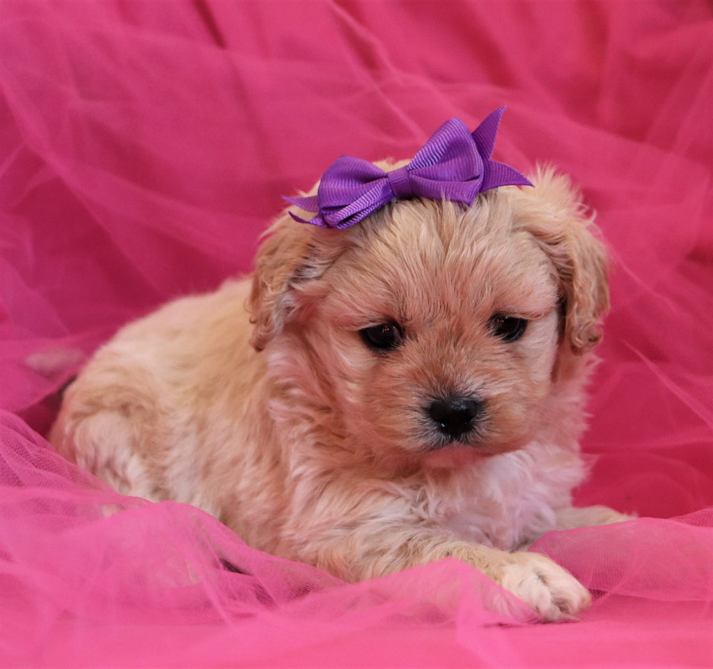 teacup peekapoo puppies for sale