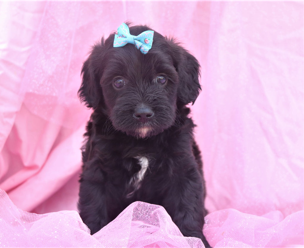 Mini Bernedoodle Puppies | Happytail Puppies | Family Dog ...