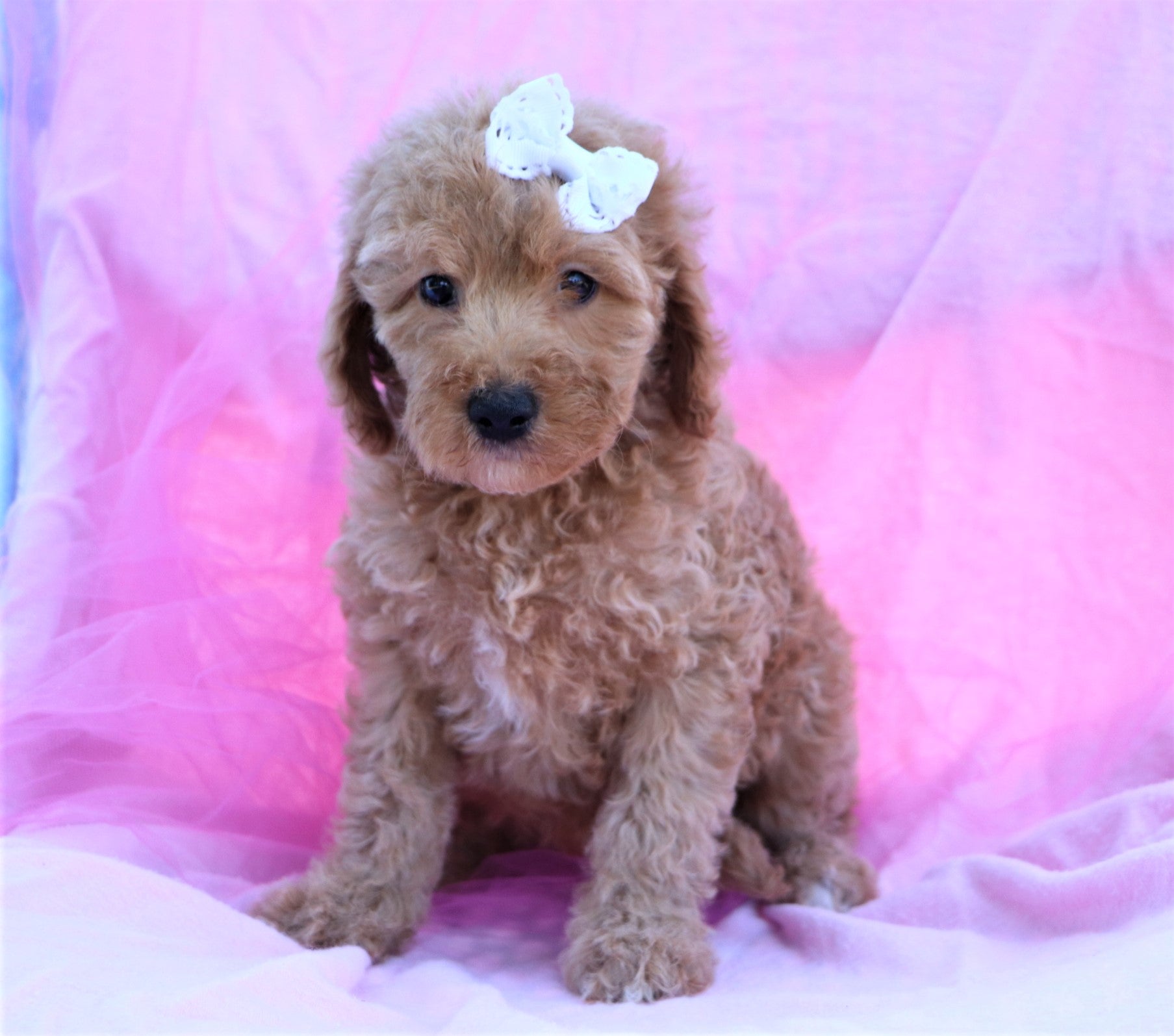 Reserved Koala Female F2 Mini Goldendoodle Puppy