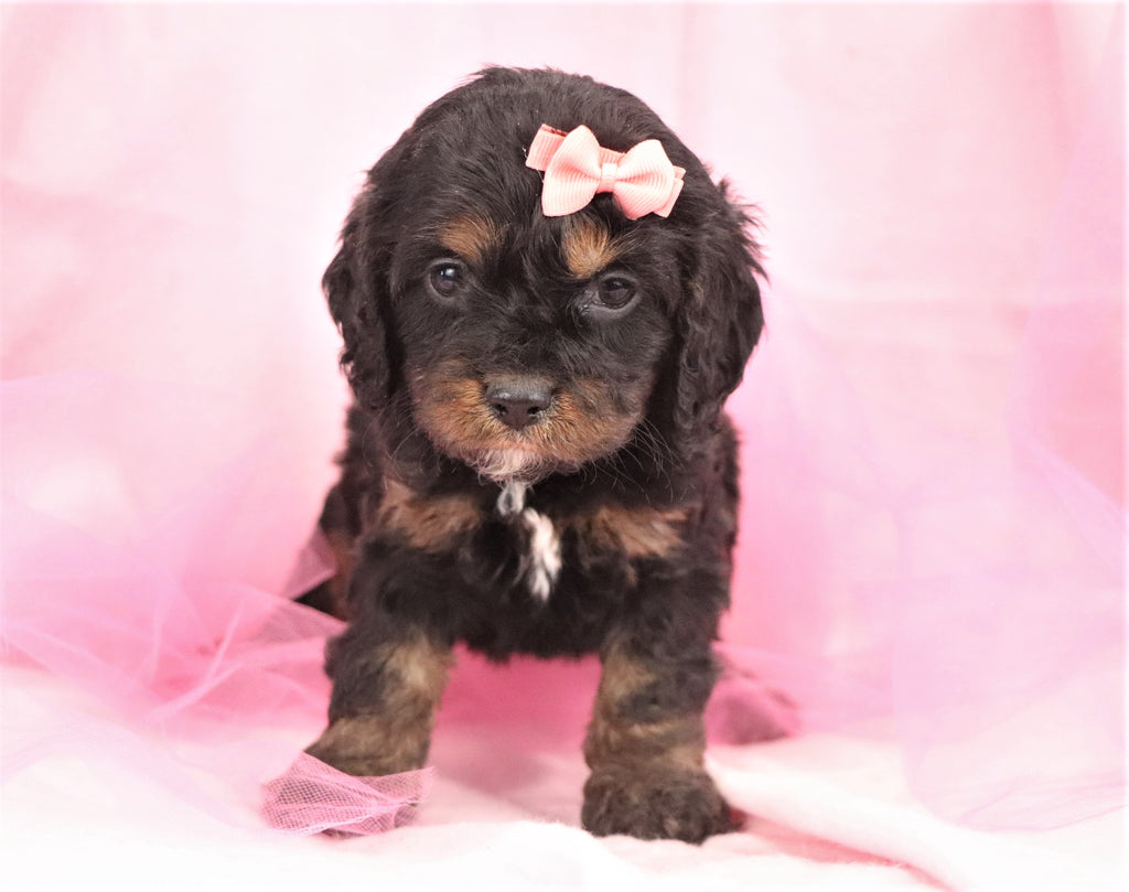 Cockapoo Puppies | Happytail Puppies | Family Dog Breeders in NC