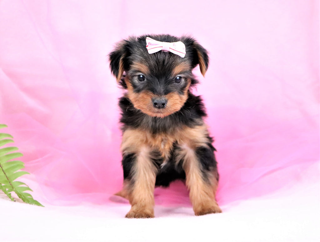 TeacupToy Yorkie Puppies Happytail North Carolina