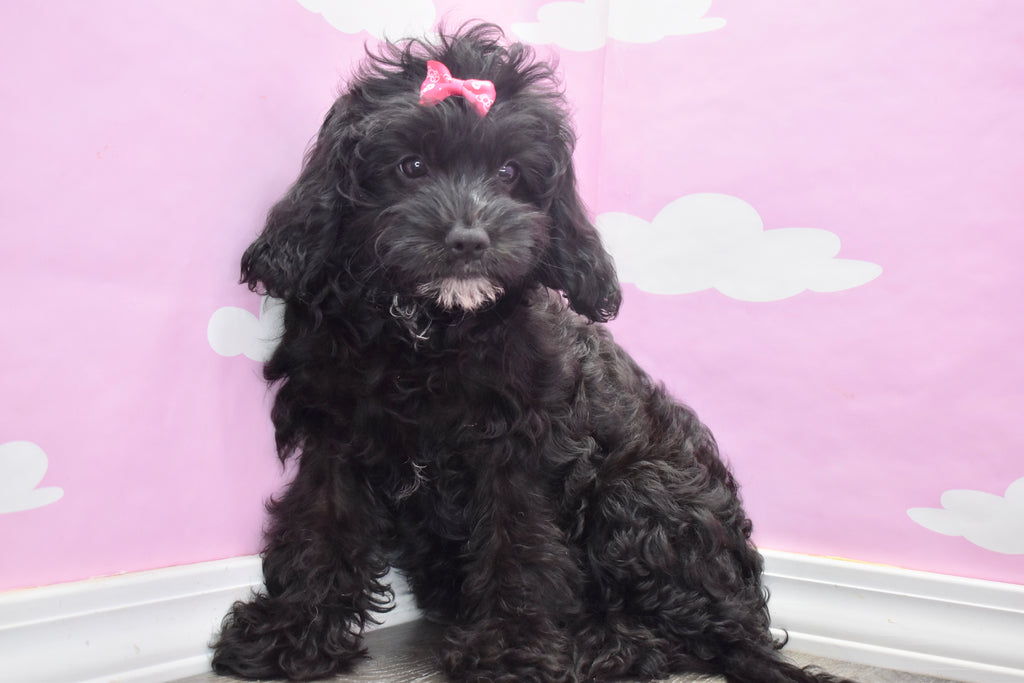 Cavapoo Puppies For Sale | Happytail Puppies | Family Dog ...