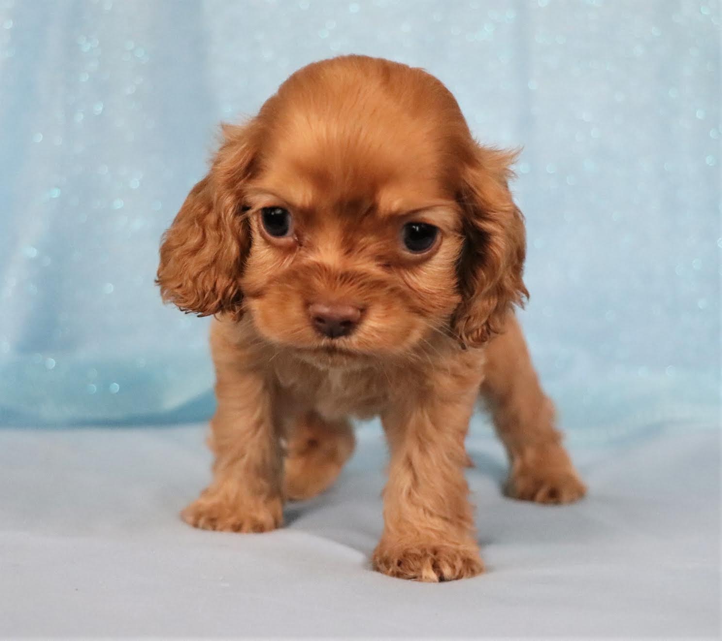 mini cocker spaniel