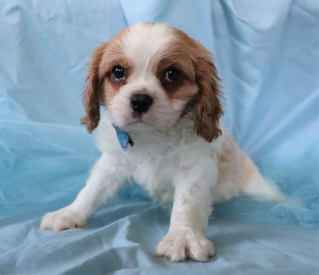 king charles cavalier puppy for sale