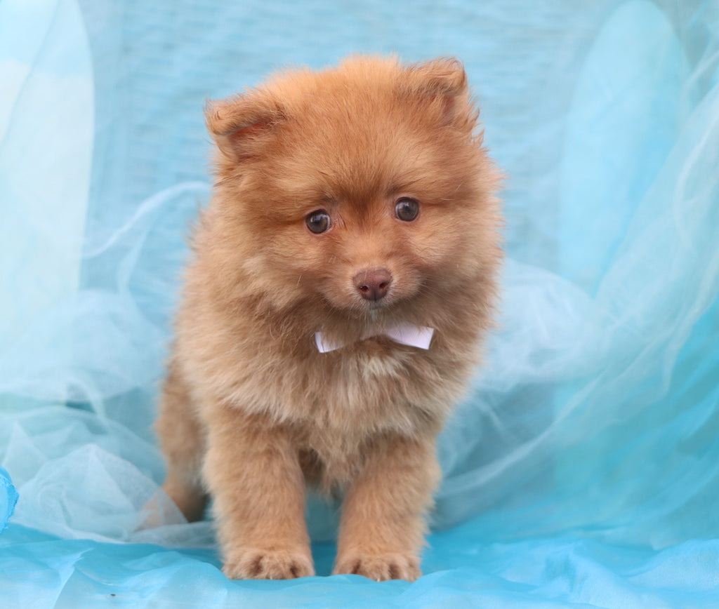 Pomeranian Puppies Happytail Puppies Family Dog