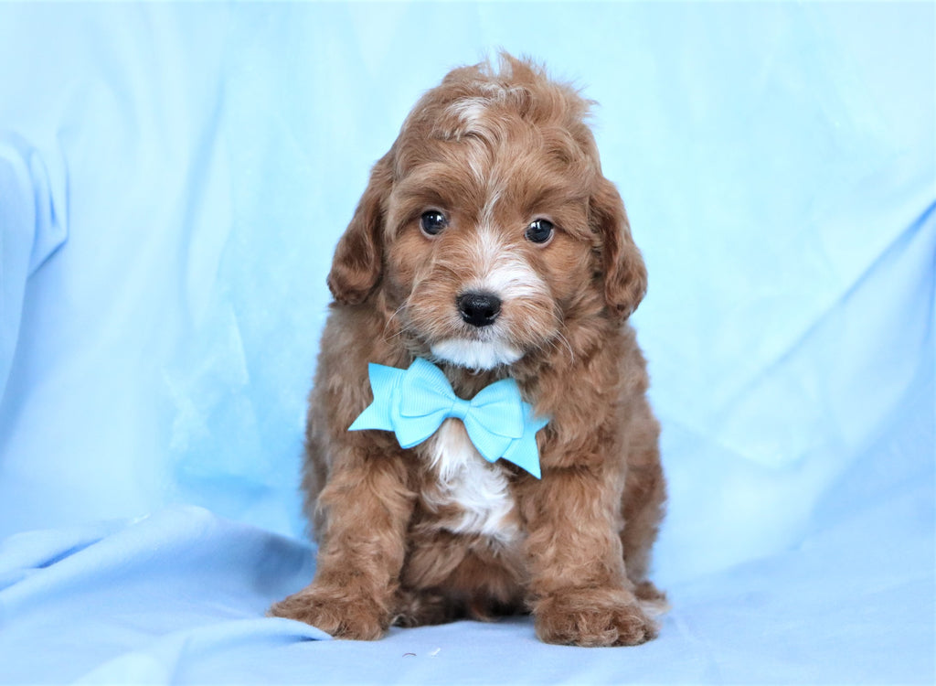 Cavapoo Puppies For Sale Happytail Puppies Family Dog Breeders Nc