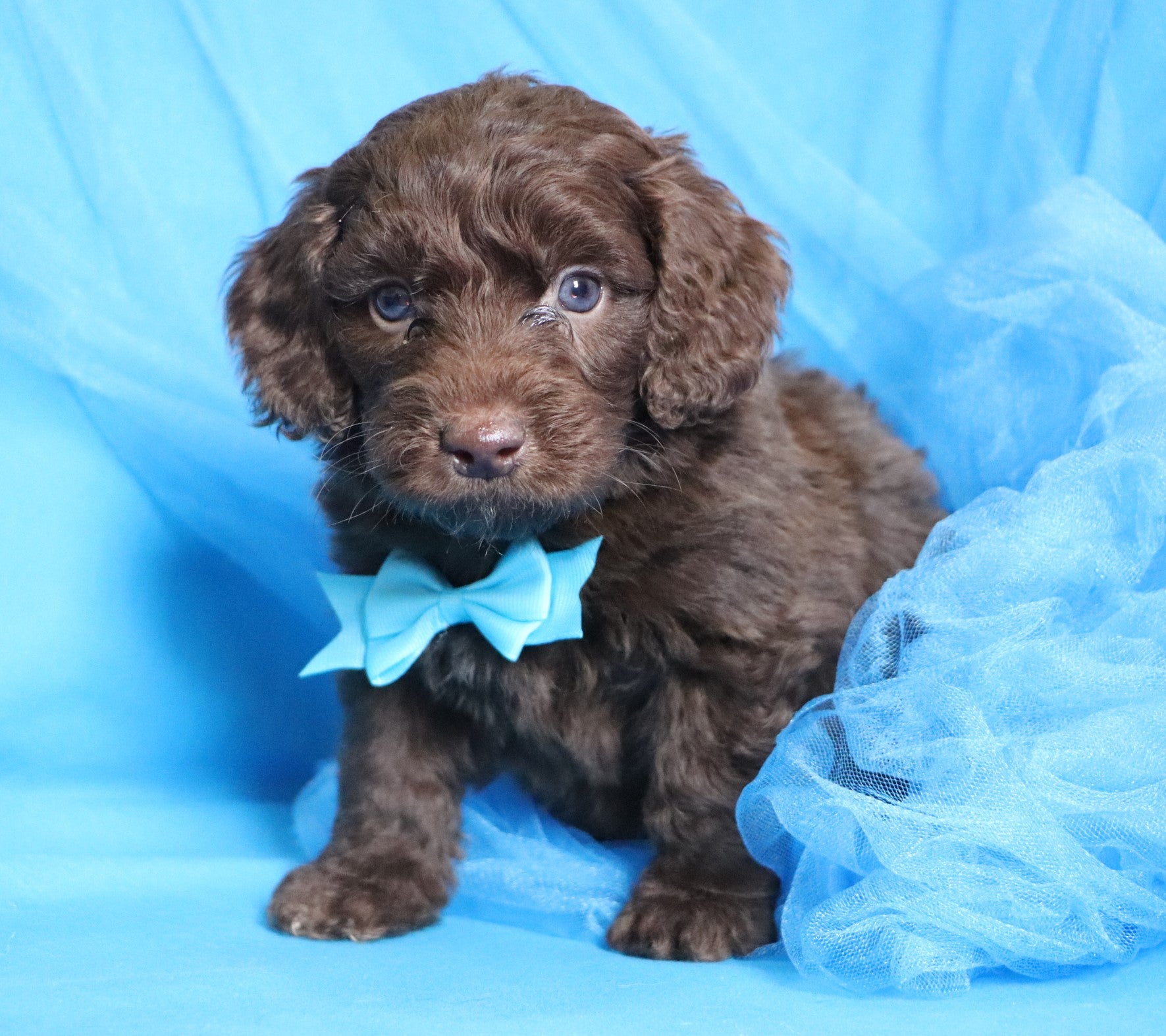 chocolate goldendoodle