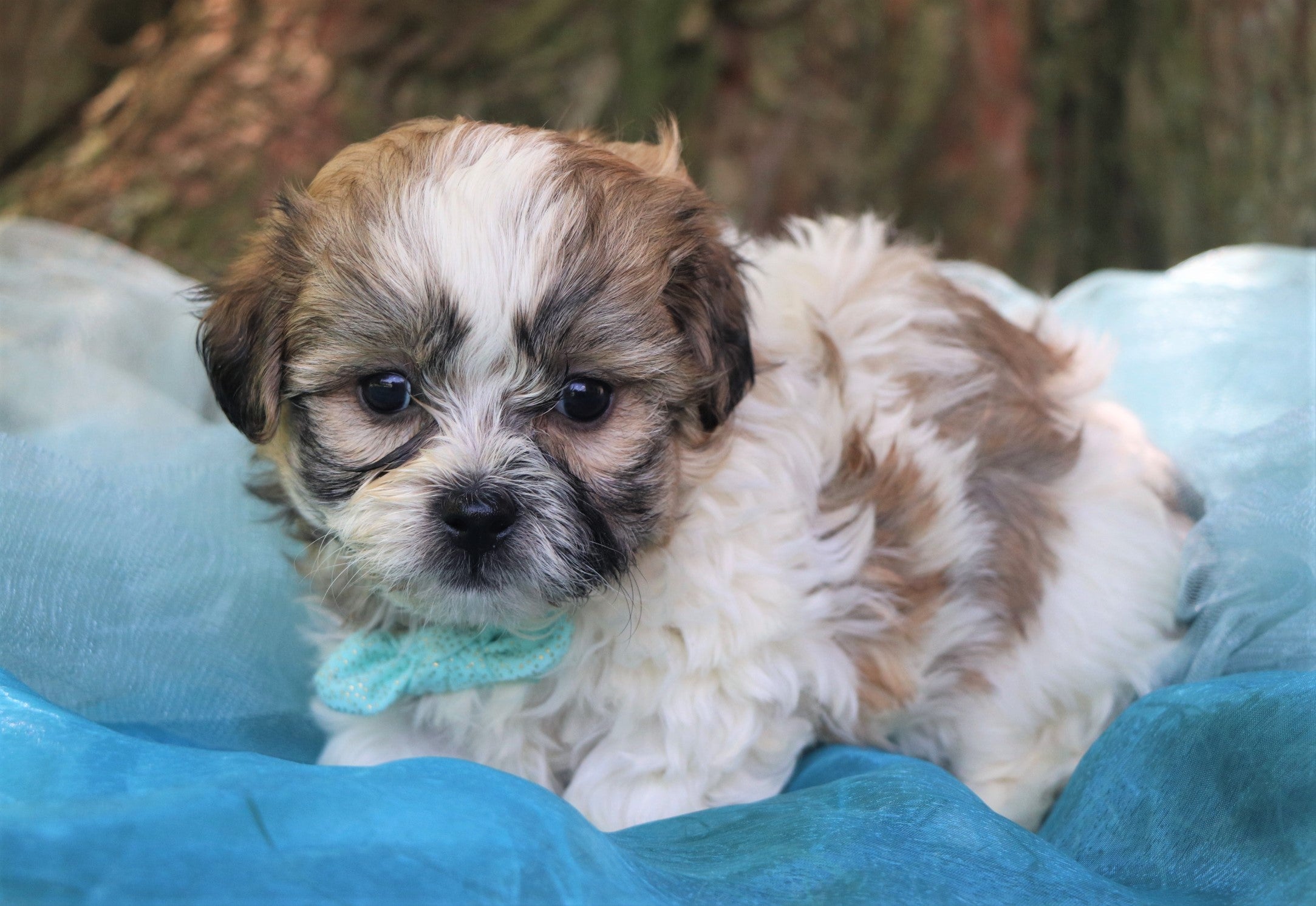 a teddy bear puppy