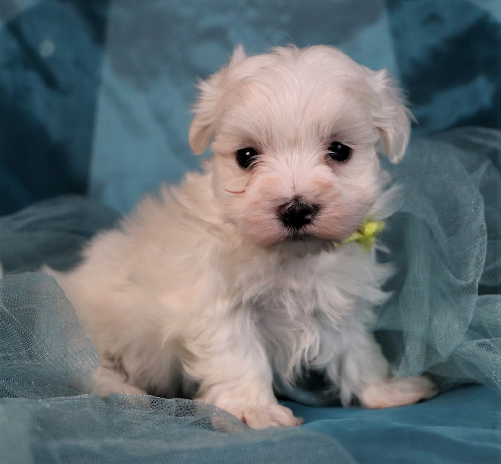 Maltese Puppies | Happytail Puppies | Family Dog Breeders ...