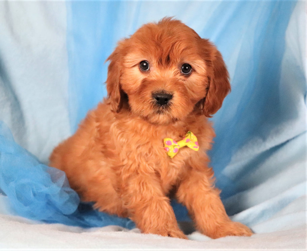 Miniature Goldendoodle Puppies | Happytail Puppies | Dog ...