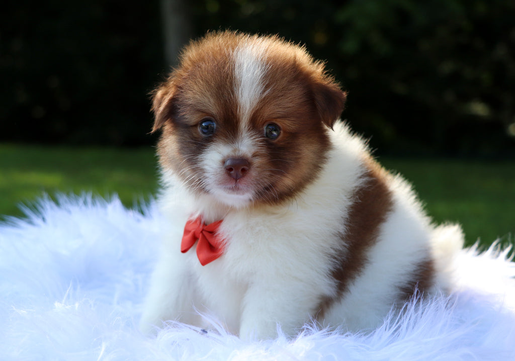 teacup pomeranian brown and white