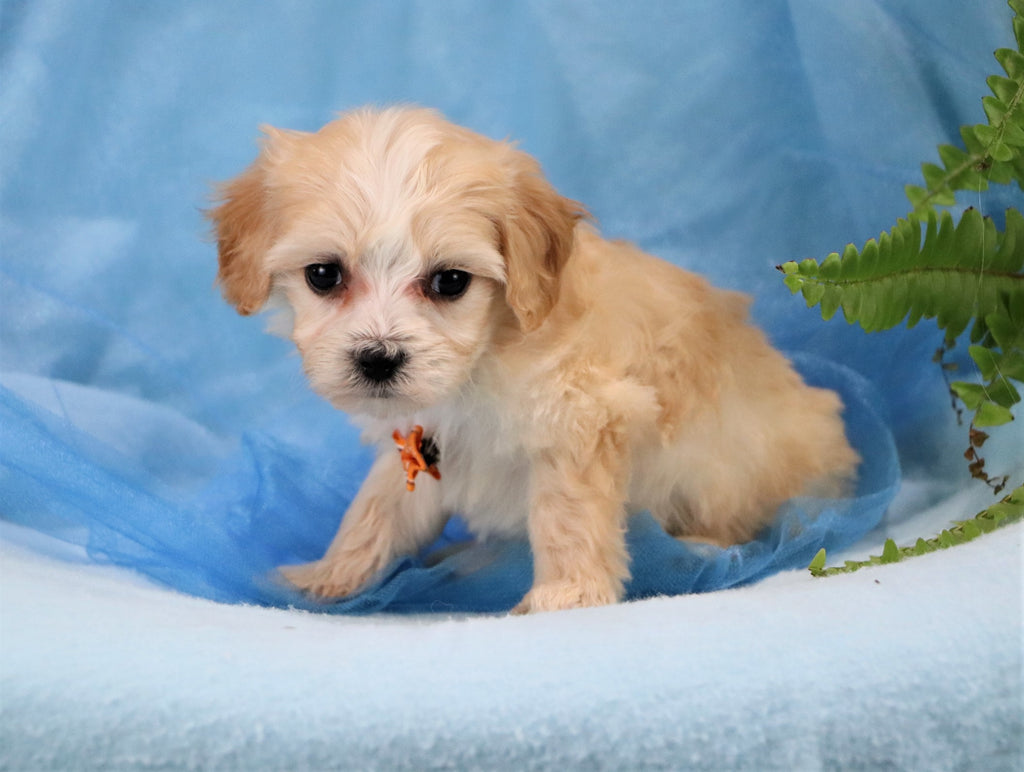 Teacup Maltipoo Puppies Happytail Puppies Puppies For