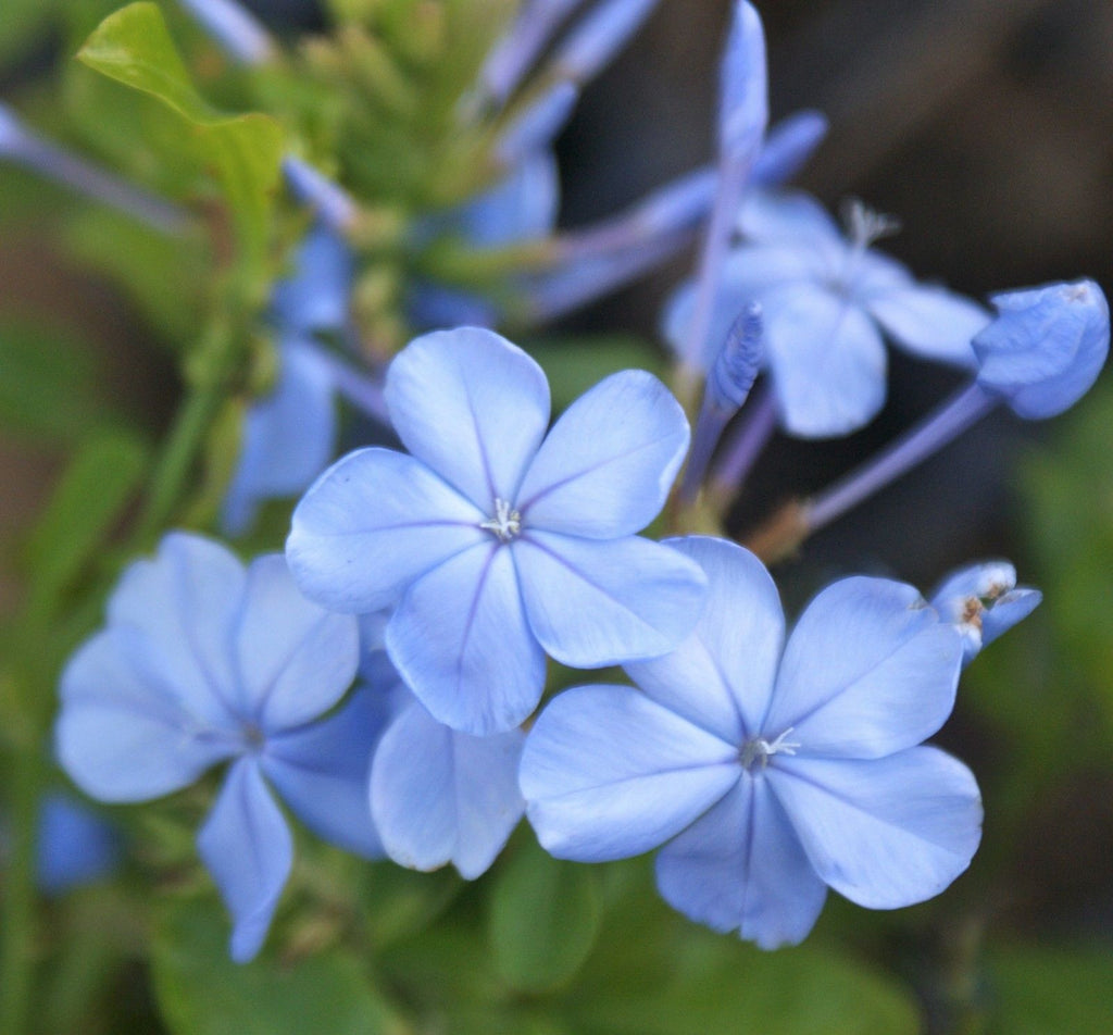 Plumbago Auriculata ~ Imperial Blue – Starter Plant