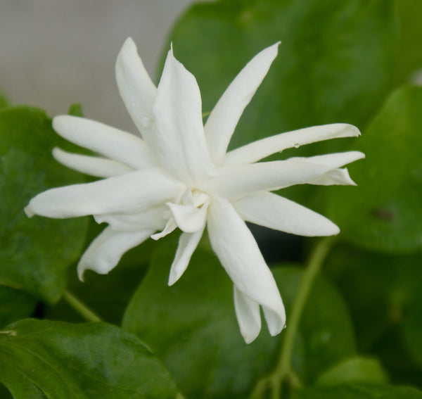 arabian jasmine