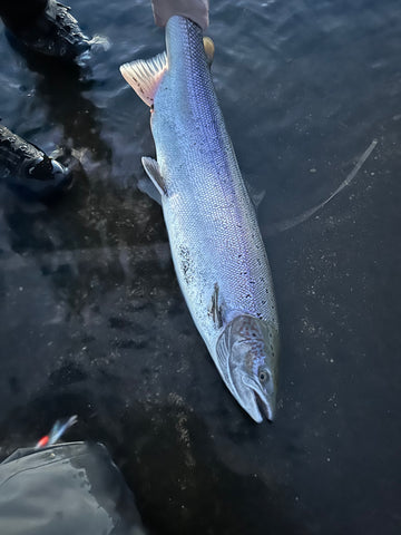 Tæplega 90 cm hrygna úr Bergsnös