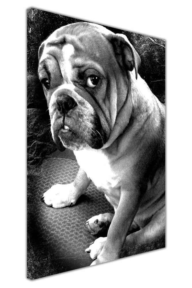 Black and White Cute British Bulldog on Framed Canvas Wall Art Prints