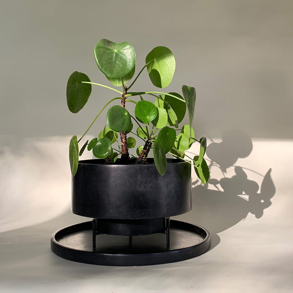 Image of M+A NYC Low Cylindrical Planter on top of the Round Tray, both in waxed black soapstone.