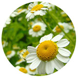 Chamomile Roman