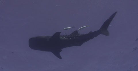 Red Sea Whale Shark